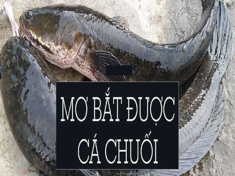 Bắt được hai con cá chuối trong mơ