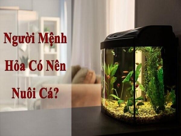 Mối liên hệ giữa câu cá và tài lộc