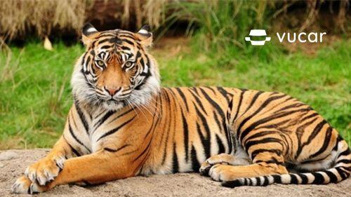 Giải mã giấc mơ thấy cọp và con số may mắn liên quan