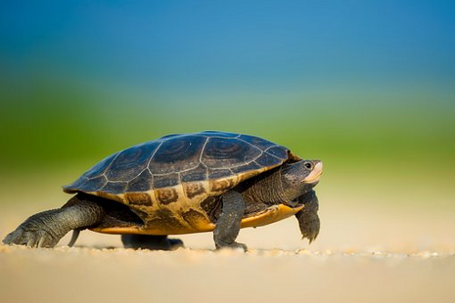 Nằm mơ bị rùa cắn: Điềm báo gì?