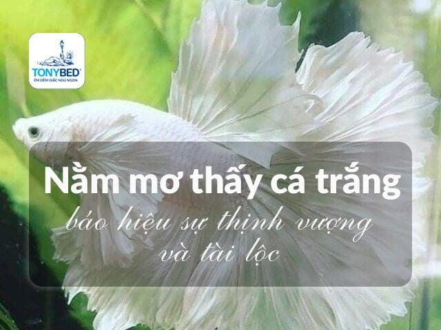 Giải Mã Giấc Mơ Nằm Mơ Câu Được Cá To